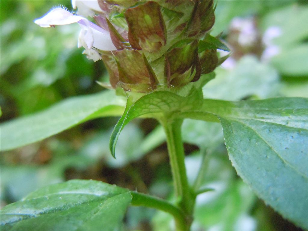 Prunella vulgaris